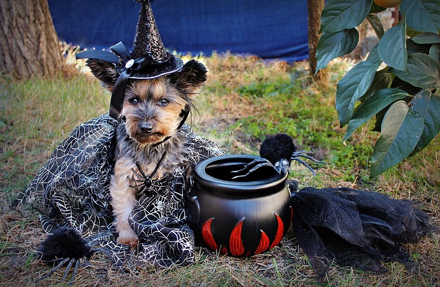 partner halloween costumes