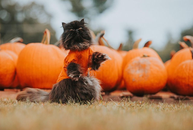 partner halloween costumes