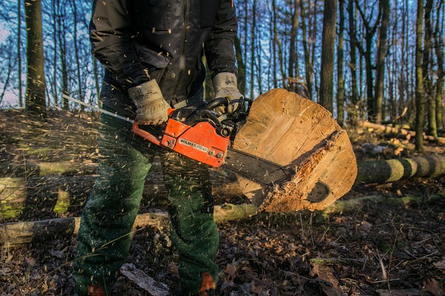 saw wood