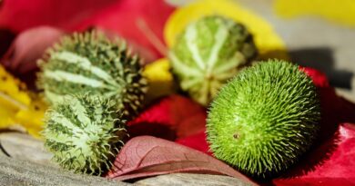 cucumbers, ornamental cucumbers, fruit, green, white, prickly, unfit for human consumption, decoration, fall, fruit, fruit, fruit, fruit, fruit, decoration, fall