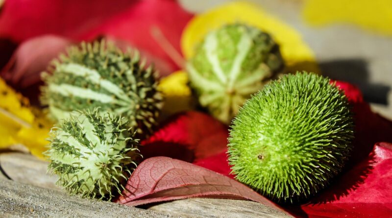 cucumbers, ornamental cucumbers, fruit, green, white, prickly, unfit for human consumption, decoration, fall, fruit, fruit, fruit, fruit, fruit, decoration, fall