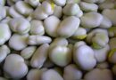 broad bean, bob, seeds, green, vegetables, food, vitamins, diet, fresh, a healthy diet, vegetarianism, vitamin, health, nature, natural, a vegetable, broad bean, broad bean, broad bean, broad bean, broad bean
