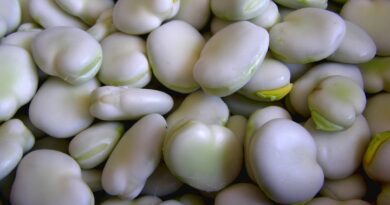 broad bean, bob, seeds, green, vegetables, food, vitamins, diet, fresh, a healthy diet, vegetarianism, vitamin, health, nature, natural, a vegetable, broad bean, broad bean, broad bean, broad bean, broad bean