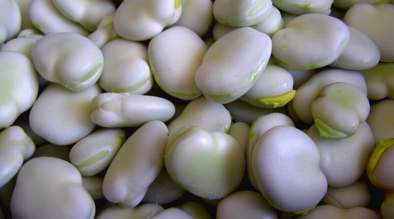 broad bean, bob, seeds, green, vegetables, food, vitamins, diet, fresh, a healthy diet, vegetarianism, vitamin, health, nature, natural, a vegetable, broad bean, broad bean, broad bean, broad bean, broad bean