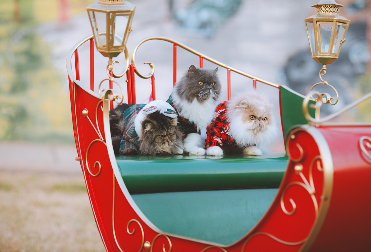 christmas, nature, sleigh, holiday, pet, cat, animal, persian cat, cat clothes, sweaters, seasonal, advent, xmas, cute, adorable, happy, festive, fluffy, celebration, decoration, sled, winter