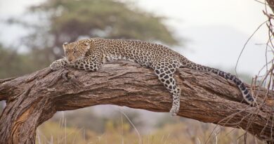 leopard, safari, africa, kenya, leopard, leopard, leopard, leopard, leopard, africa, kenya