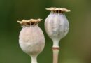 poppy, poppy seed capsule, seed pods, opium poppy, papaver somniferum, medicinal plant, morphine, alkaloids, capsule fruit, pericarp, fruit stand, poppies, seed pod