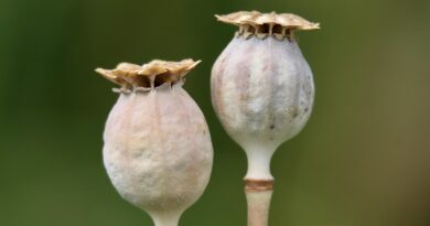 poppy, poppy seed capsule, seed pods, opium poppy, papaver somniferum, medicinal plant, morphine, alkaloids, capsule fruit, pericarp, fruit stand, poppies, seed pod