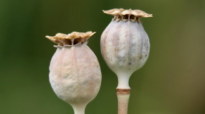 poppy, poppy seed capsule, seed pods, opium poppy, papaver somniferum, medicinal plant, morphine, alkaloids, capsule fruit, pericarp, fruit stand, poppies, seed pod