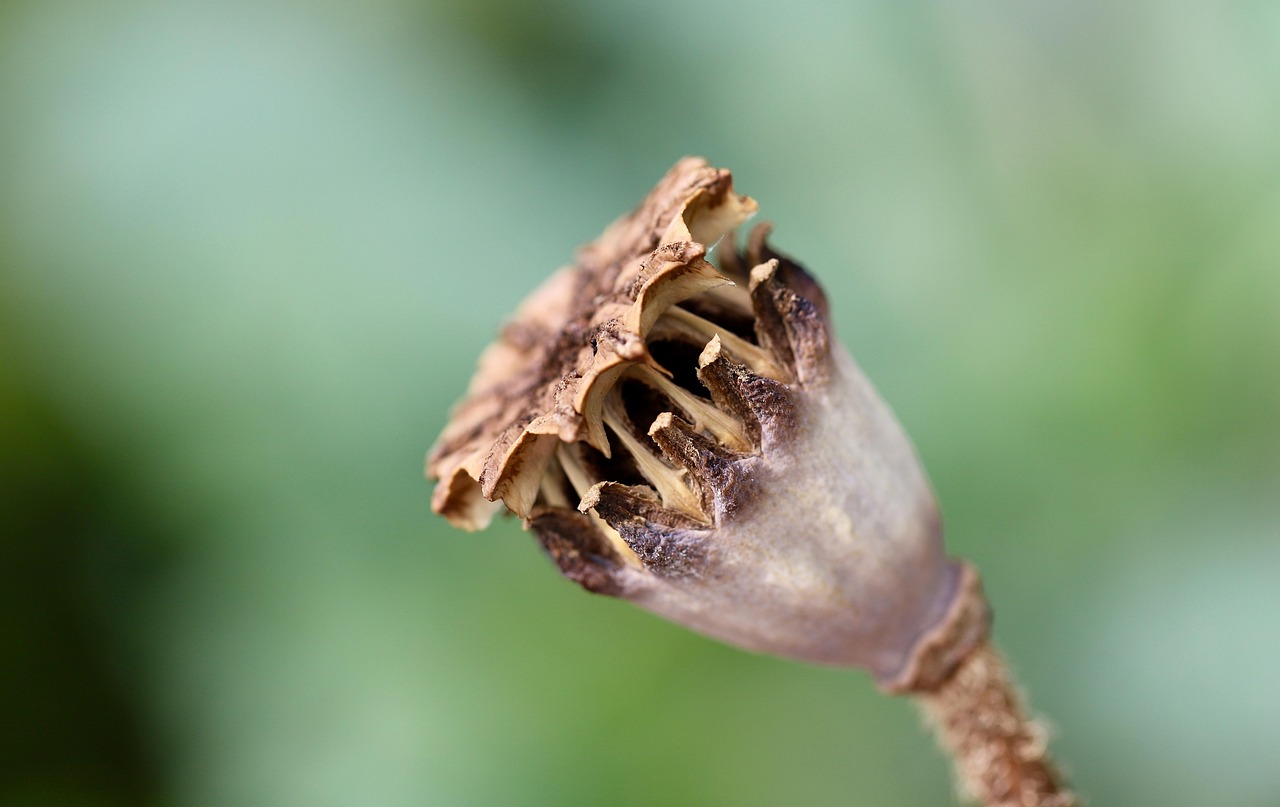 poppy, seed pod, opium poppy, papaver somniferum, poppy seed capsule, fruit stand, medicinal plant, morphine, alkaloids, capsule fruit, pericarp, poppies, nature, close up