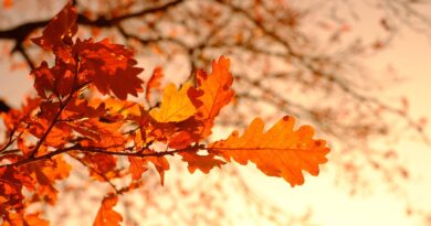 autumn, leaves, foliage, autumn leaves, autumn foliage, autumn colors, autumn season, fall foliage, fall leaves, fall colors, orange leaves, orange foliage, forest, nature, autumn, autumn, autumn, autumn, autumn, leaves, autumn leaves, autumn leaves, fall leaves