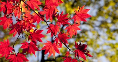 maple leaves, autumn, leaves, foliage, autumn leaves, autumn foliage, autumn colors, autumn season, fall foliage, fall leaves, fall colors, nature, maple, red leaves, red foliage, seoul, korea, dobong, seasonal, autumn, autumn, autumn, autumn, autumn, leaves, autumn leaves, korea