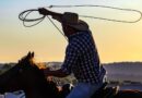 cowboy, rodeo horse, horse, hat, animal, nature, rodeo, prado