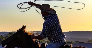 cowboy, rodeo horse, horse, hat, animal, nature, rodeo, prado