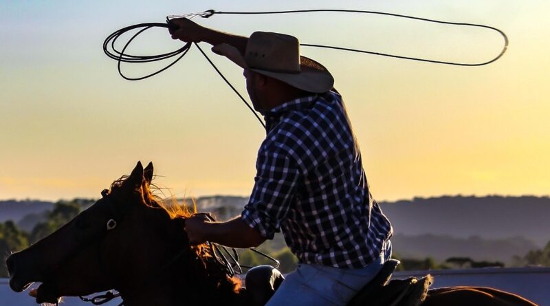 cowboy, rodeo horse, horse, hat, animal, nature, rodeo, prado