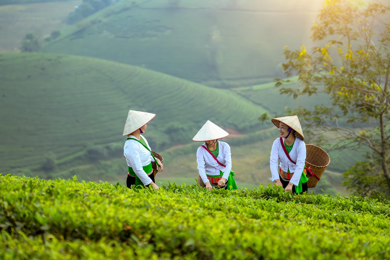 women, farmer, field, agriculture, model, landscape, portrait, nature, coffee, vietnam, forest
